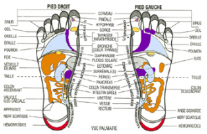 zones réflexes du pied
